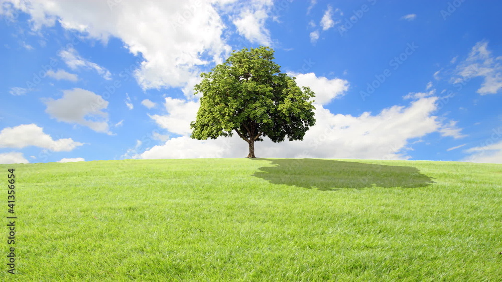 green grass and tree with clouds running background.