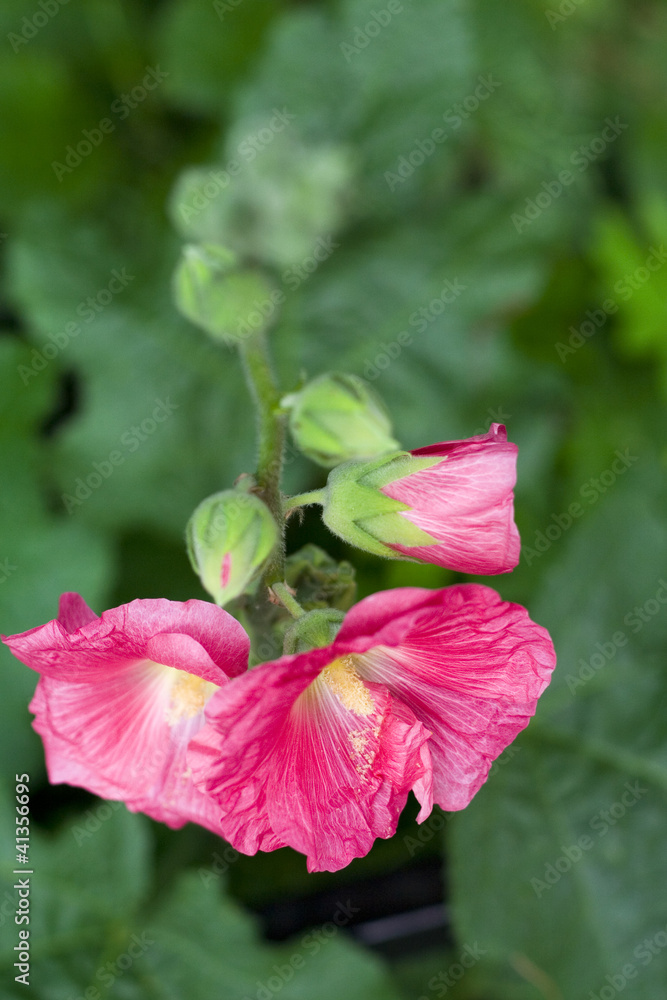 blood red mallow blood red mallow