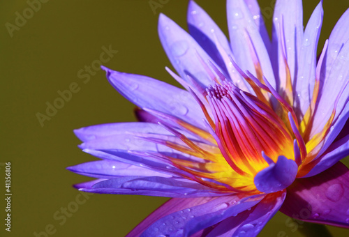 Violet lotus flower
