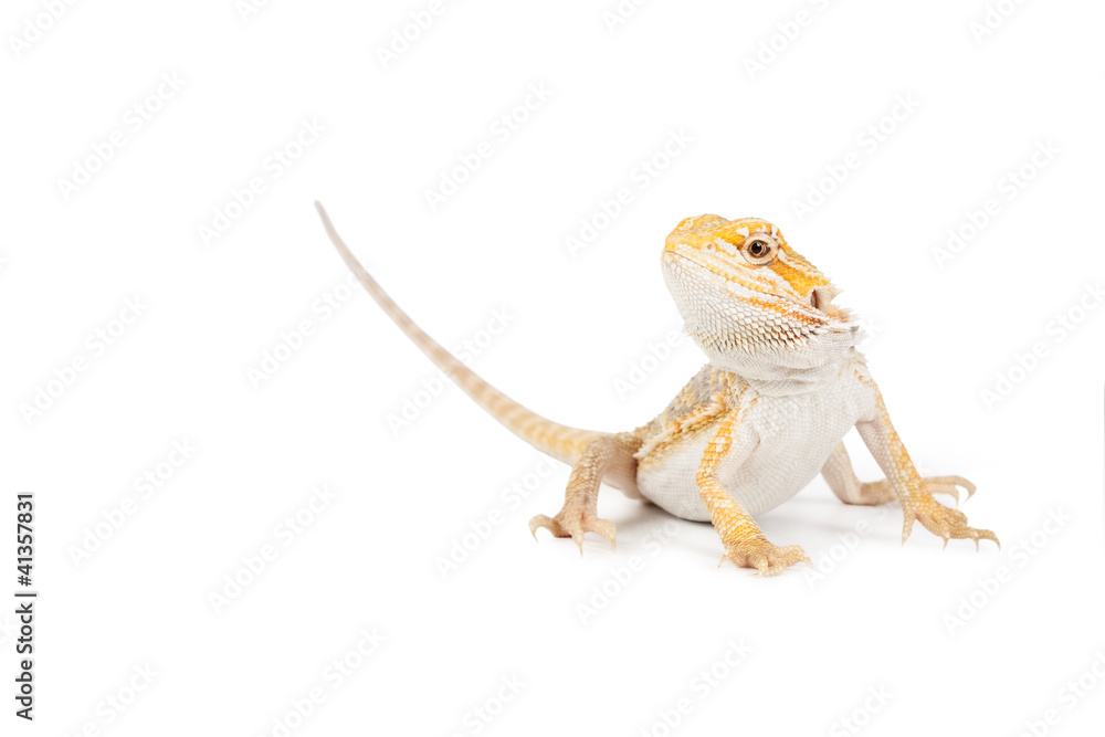 Naklejka premium Lagarto