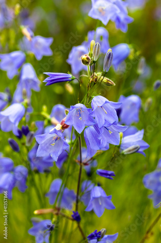 фотографія Closeup of bellflower with nature medow background