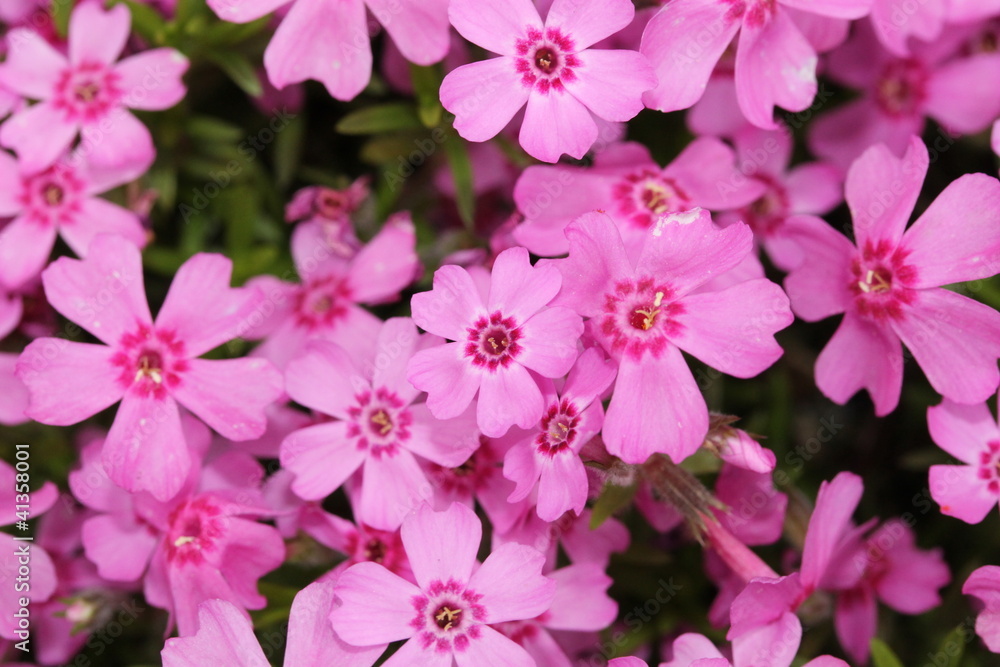 Kleine Rosa Blühten Kleine Rosa Blühten
