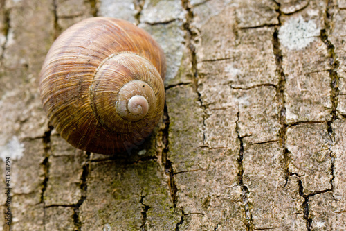 Weinbergschnecke