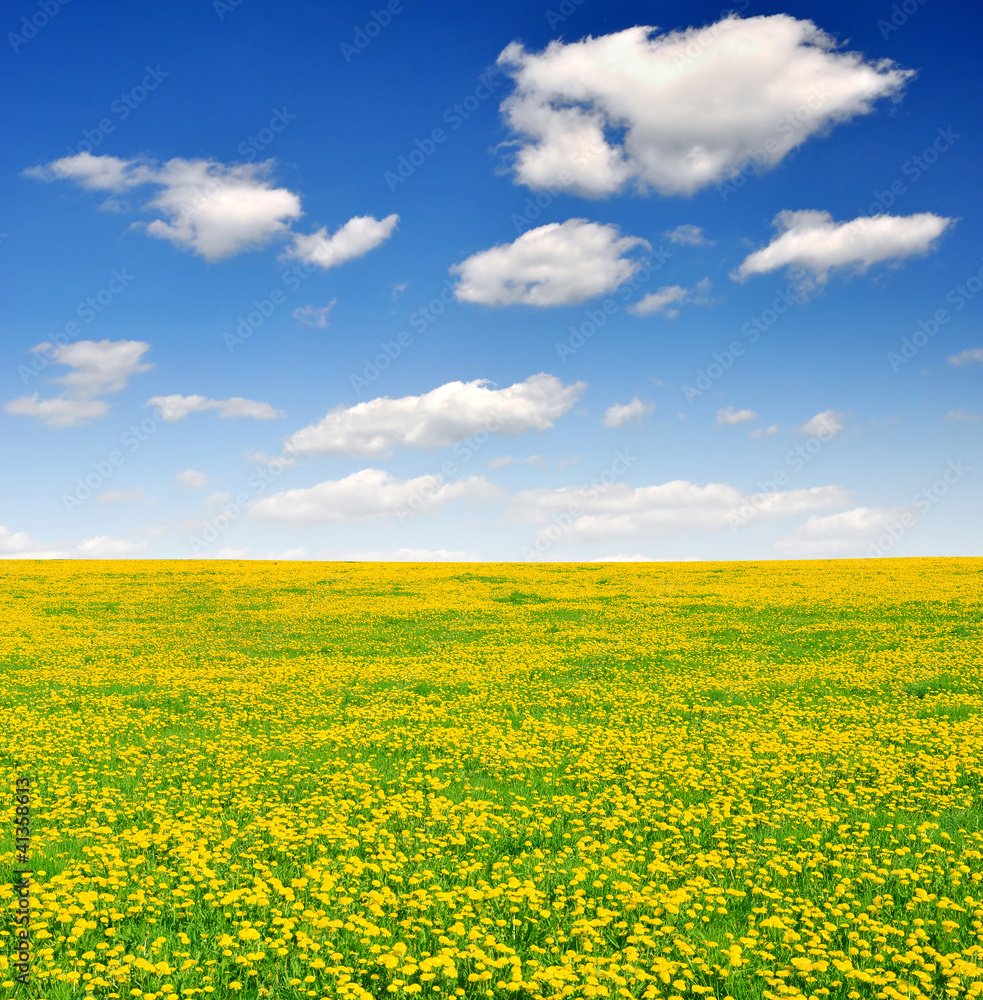 Obraz premium dandelions in the meadow with blue sky