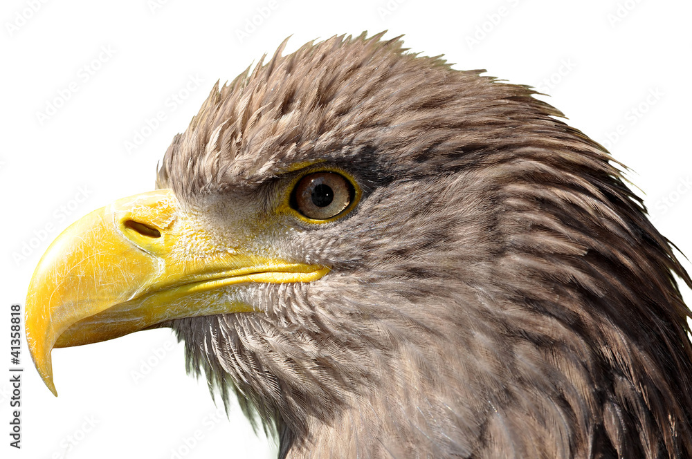 Obraz premium sea eagle isolated on white