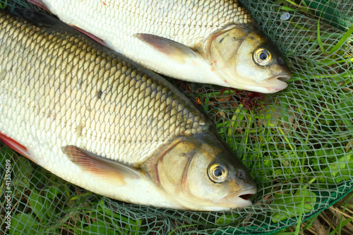 Photography Fish on the fish net.