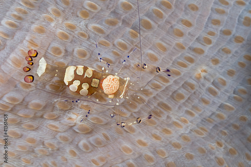 Short hand commensal shrimp, Periclimenes brevicarpalis photo