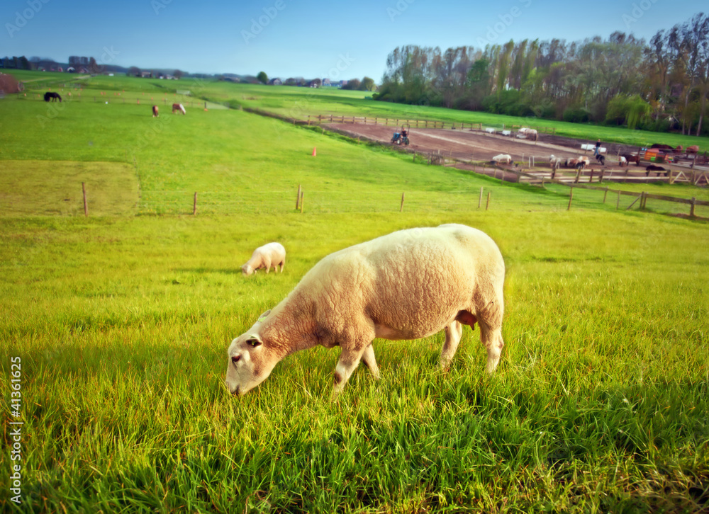 dutch farm by spring dutch farm by spring