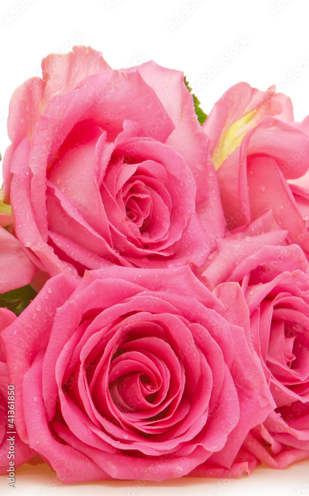 Rosen,pink Rosen,pink