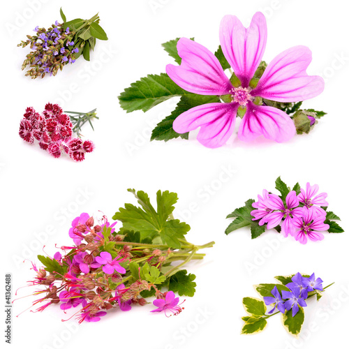 Fototapeta Naklejka Na Ścianę i Meble -  Beautiful herb with purple on white background