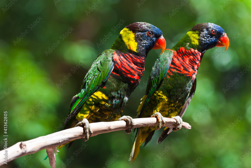 Obraz premium A couple of colorful parrot