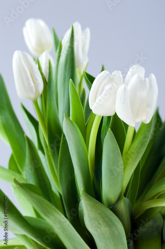 Białe tulipany.