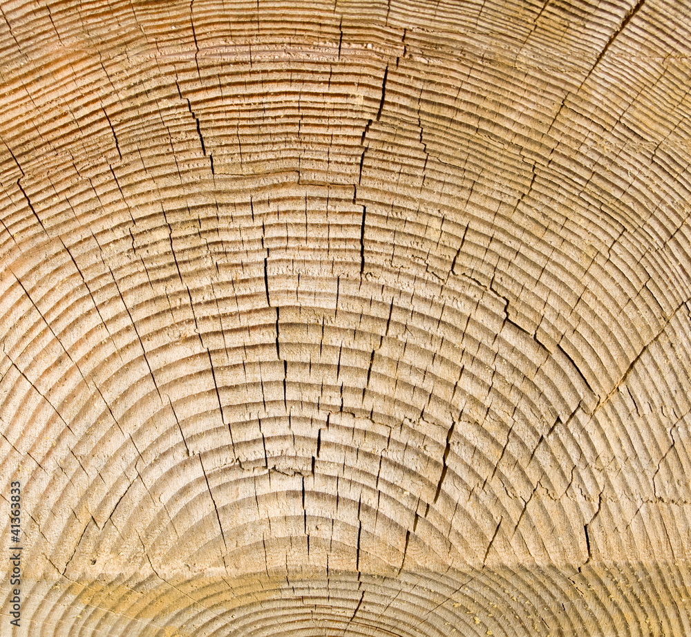 Fototapeta premium Holzbalken mit Jahresringen