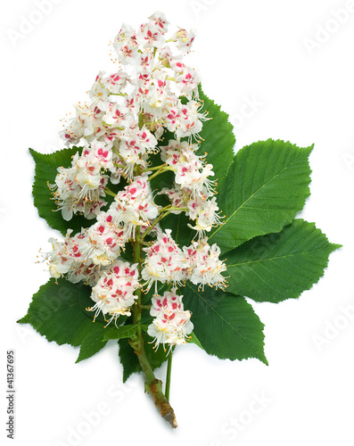Horse-chestnut flowers and leaf