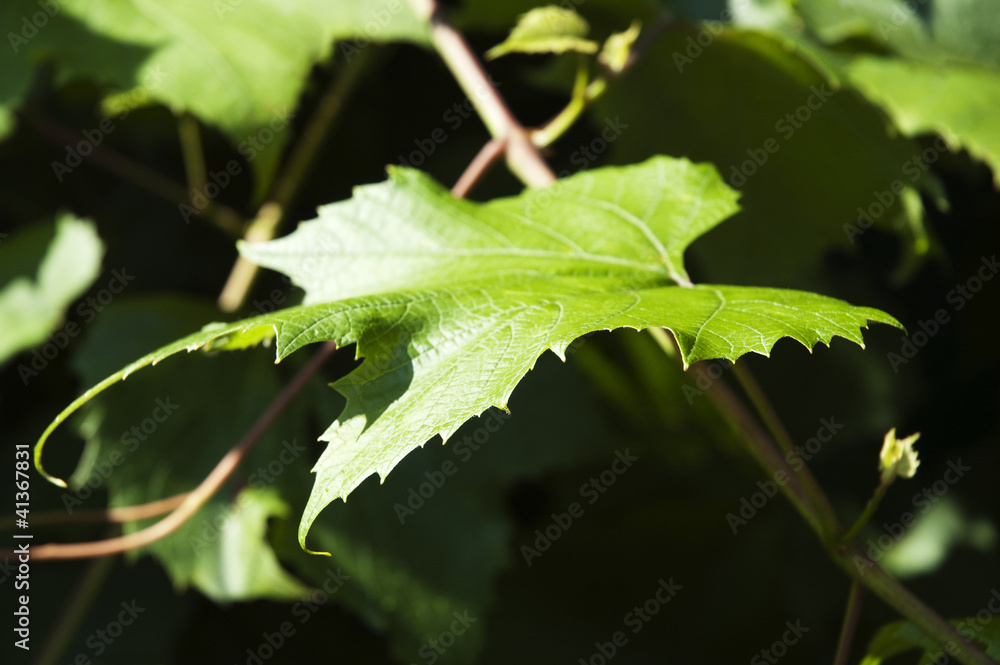Grape leaf Grape leaf