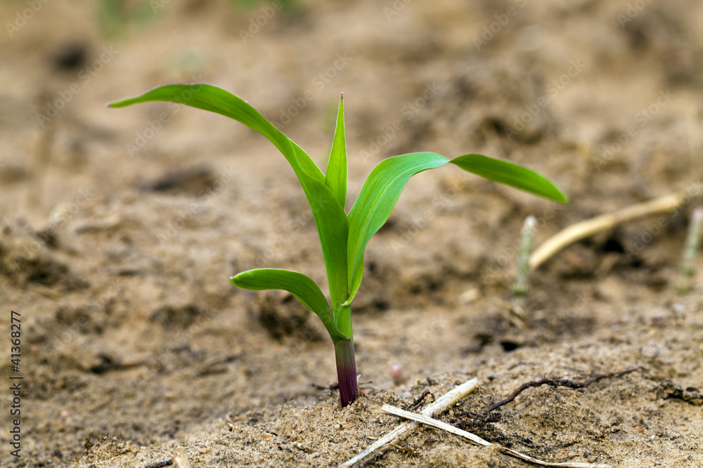 small sprouts small sprouts