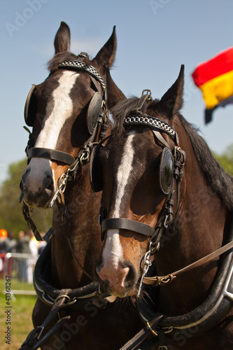 Tableau sur toile Dark brown draught-horses with blinkers