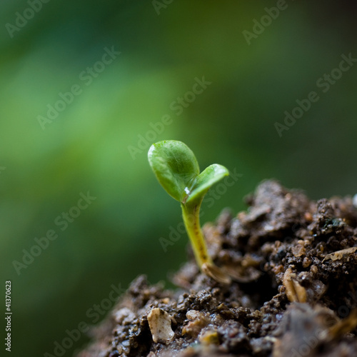 small plant