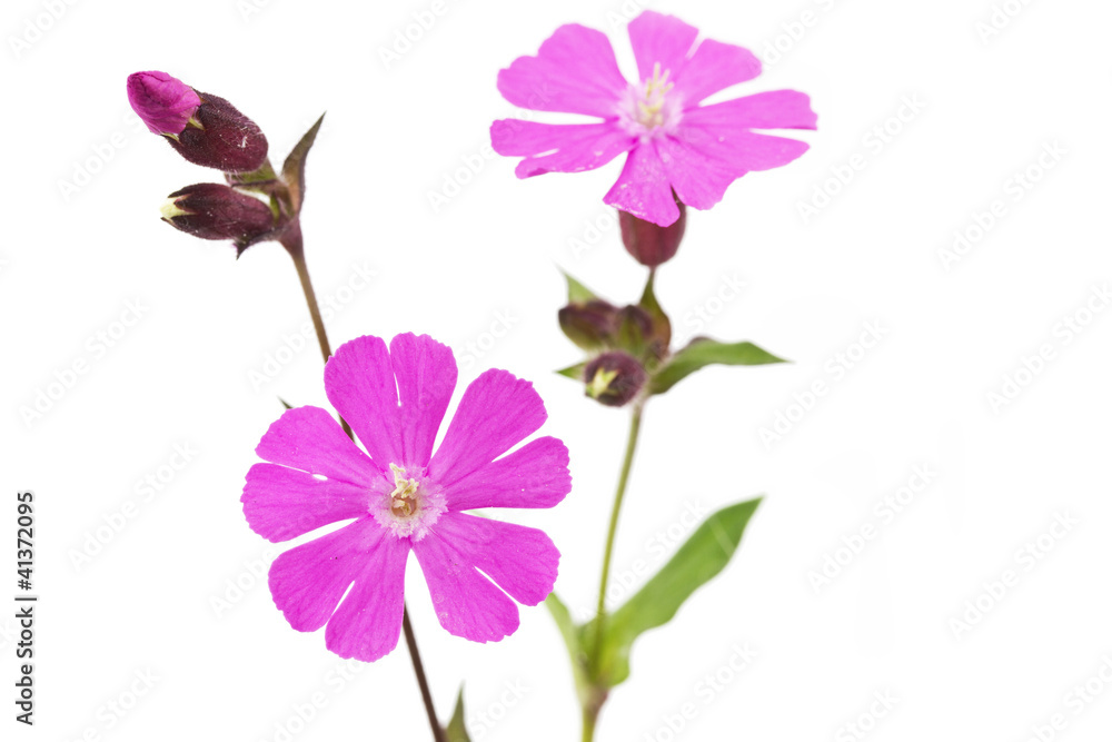 Rote Lichtnelke (Silene dioica)