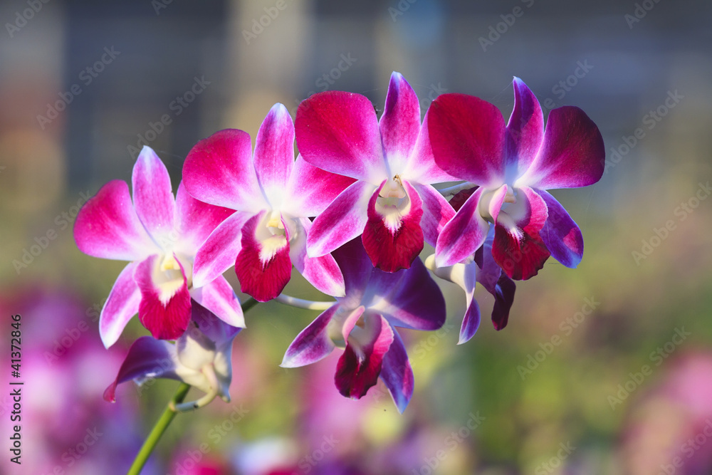 purple orchid