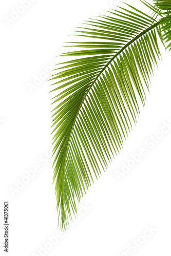 Obraz na plátně Leaf of palm tree
