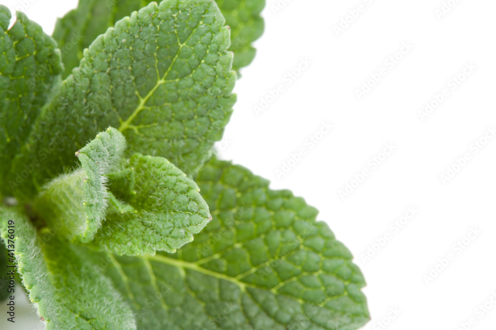 Extreme close up of mint Extreme close up of mint