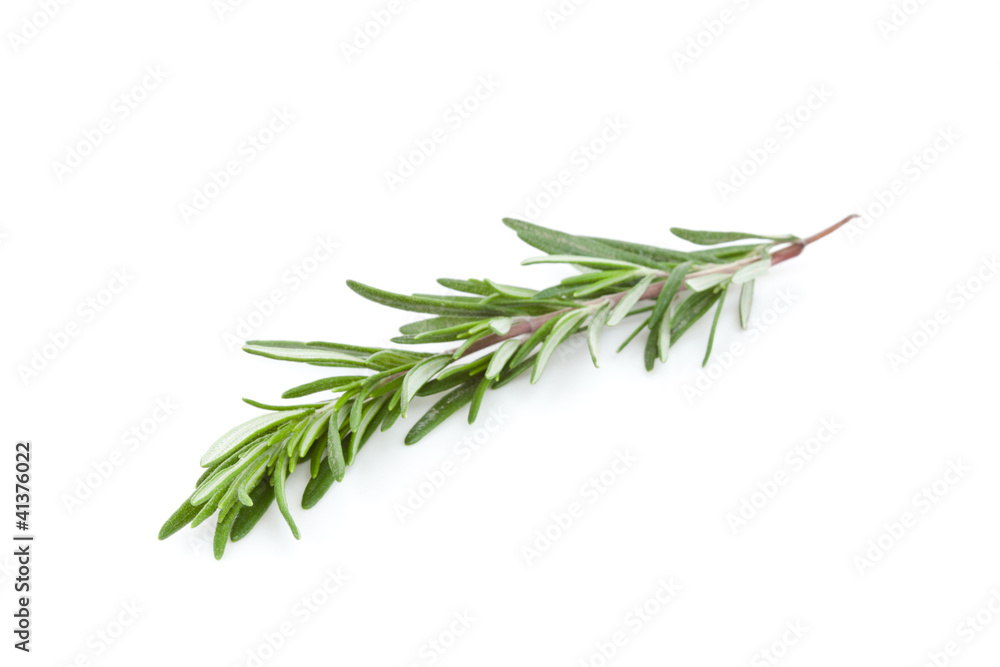 Rosemary branch Rosemary branch