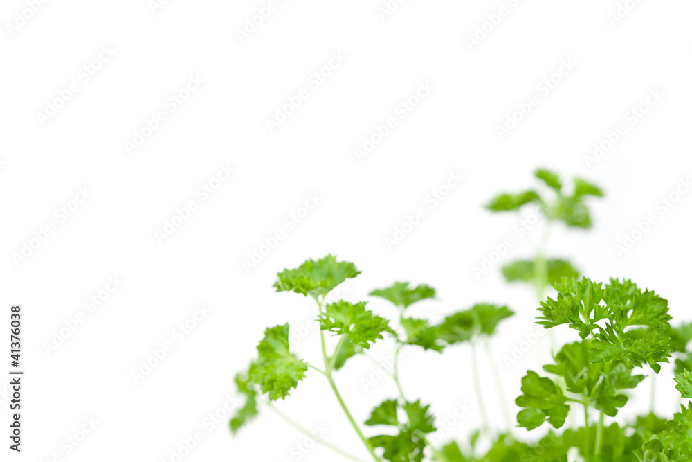 Many chervil sprigs Many chervil sprigs