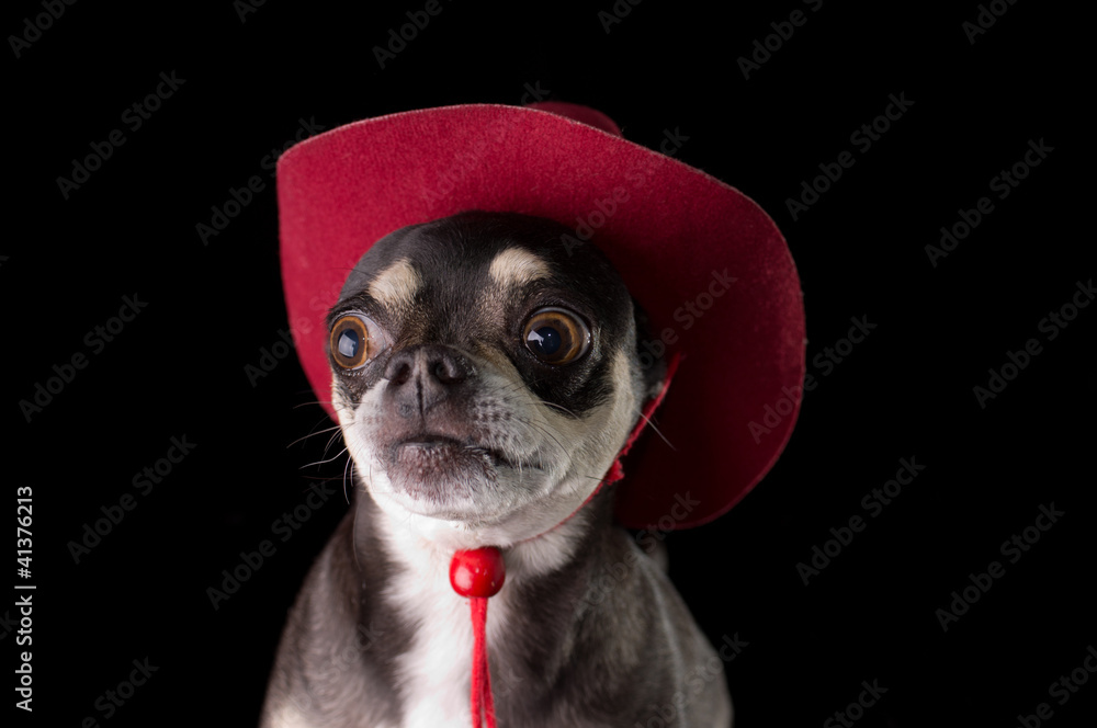 Chihuahua with cowboy hat hotsell
