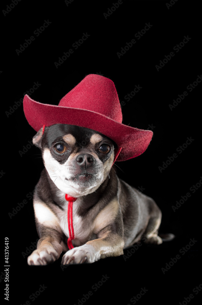 Cute Chihuahua in Red Cowboy Hat