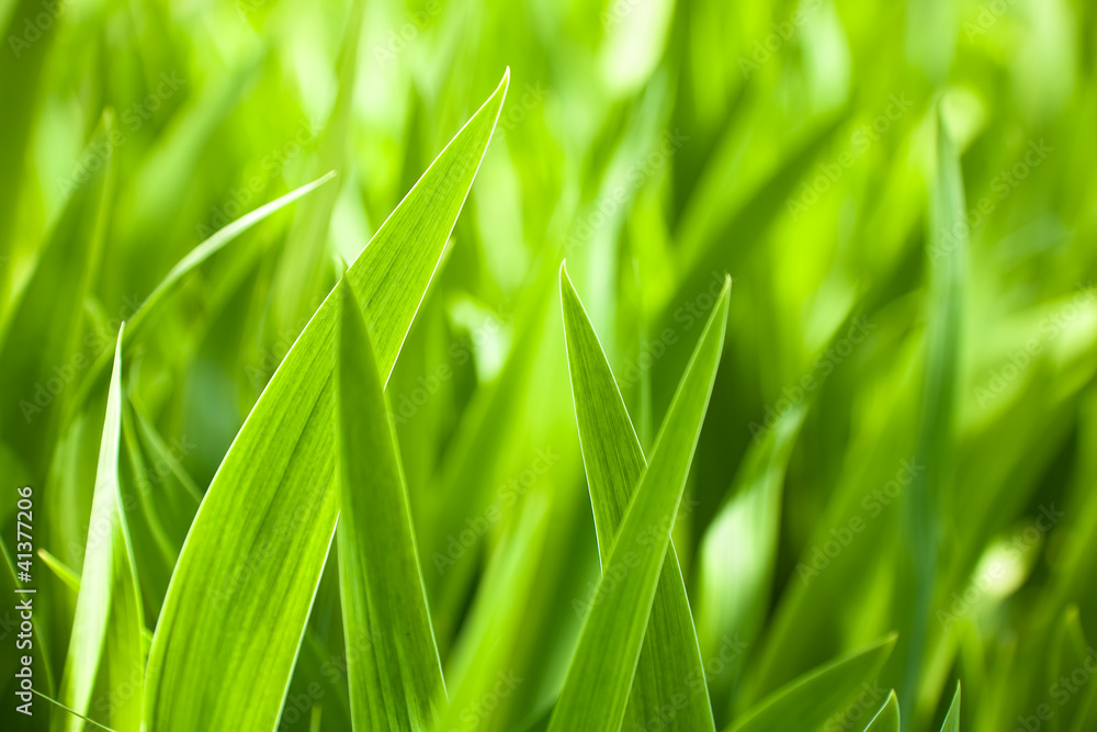 Beautiful iris leaves Beautiful iris leaves