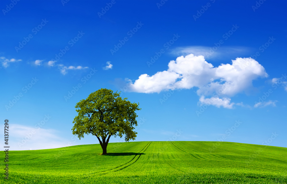 Eco landscape Eco landscape