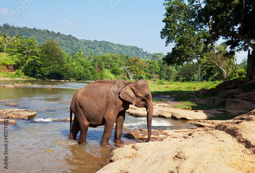 Photography Elephants on Sri Lanka