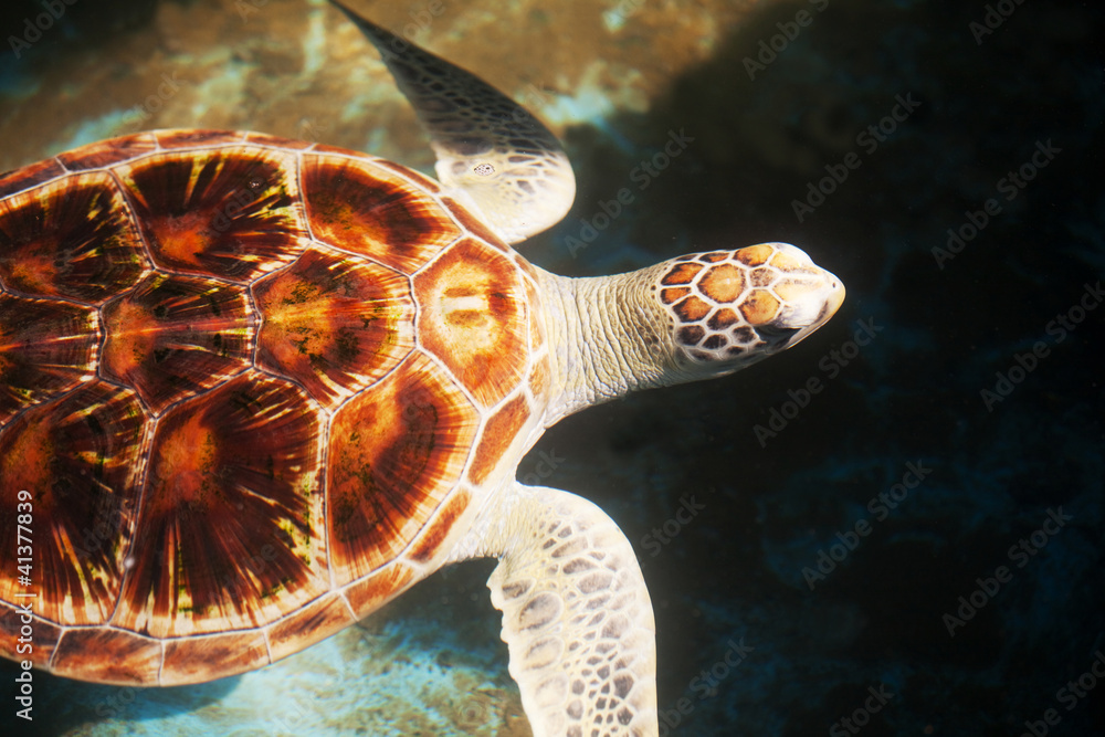 Naklejka premium Turtle