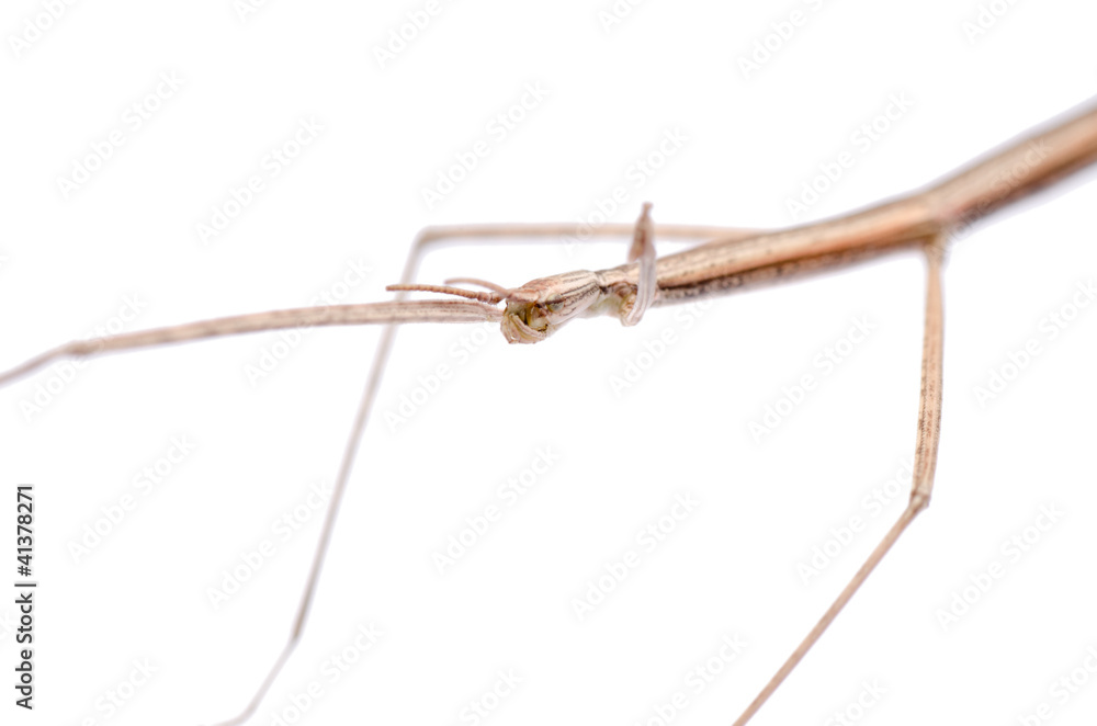 walking stick bug walking stick bug