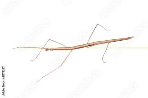 walking stick bug © defun