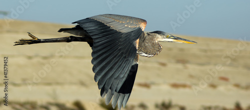 Εκτύπωση καμβά Great Blue Heron in Flight