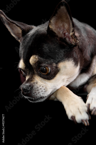 Fototapeta Naklejka Na Ścianę i Meble -  Cute Chihuahua Profile View