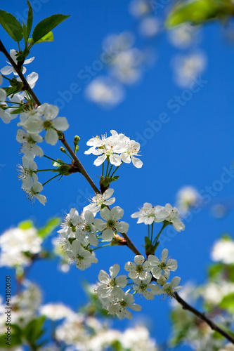 Blossoms cherry against blue sky