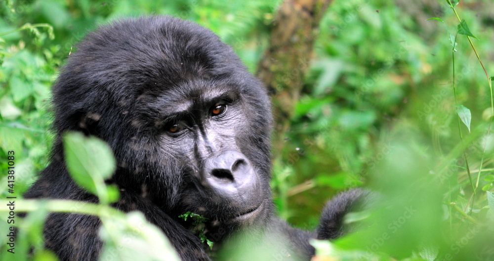 Obraz premium Silver-back gorilla hiding in the bush