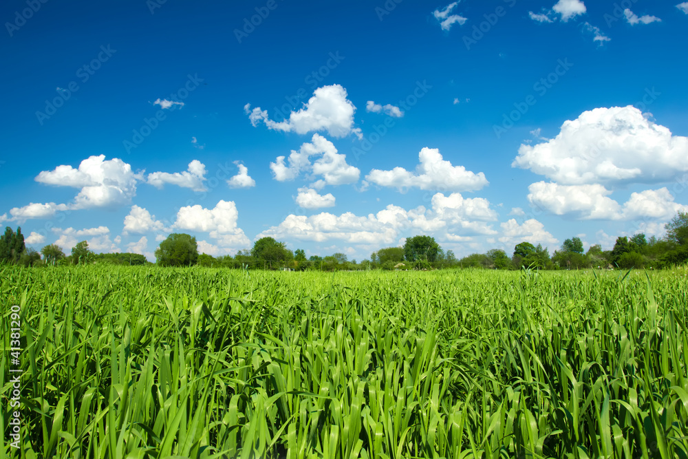 Green wheat field on cloudy blue sky Green wheat field on cloudy blue sky