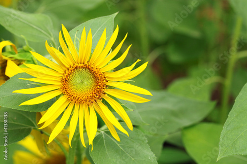 Fototapeta Naklejka Na Ścianę i Meble -  Sunflower in close up