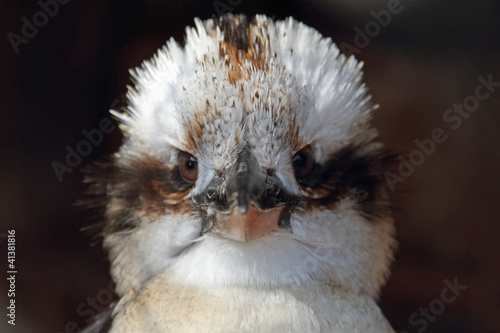 Kookaburra photo