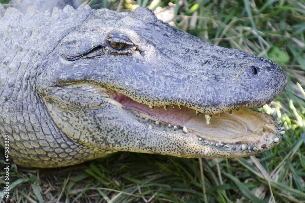 Obraz premium Wildlife and Animals - Crocodile
