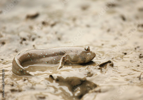 mudskipper photo