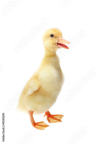 Canvastavla Four days old duckling isolated on white