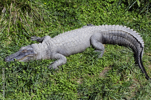 Wildlife and Animals - Crocodile