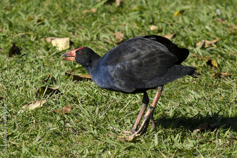Wildlife and Animals - Pukeko Wildlife and Animals - Pukeko