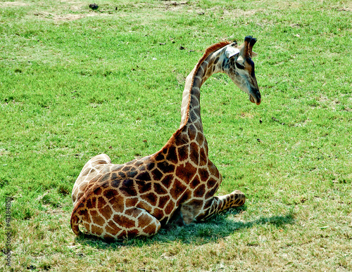 Photography The giraffe sitting on green grass floor