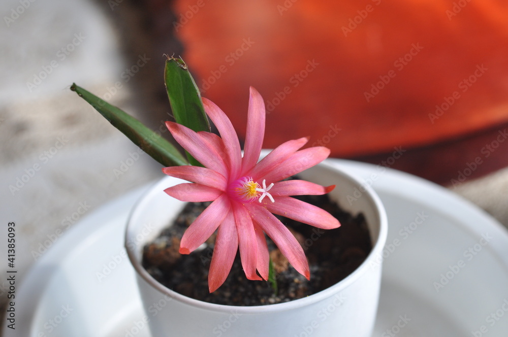 イースターカクタスの花 Stock Photo Adobe Stock